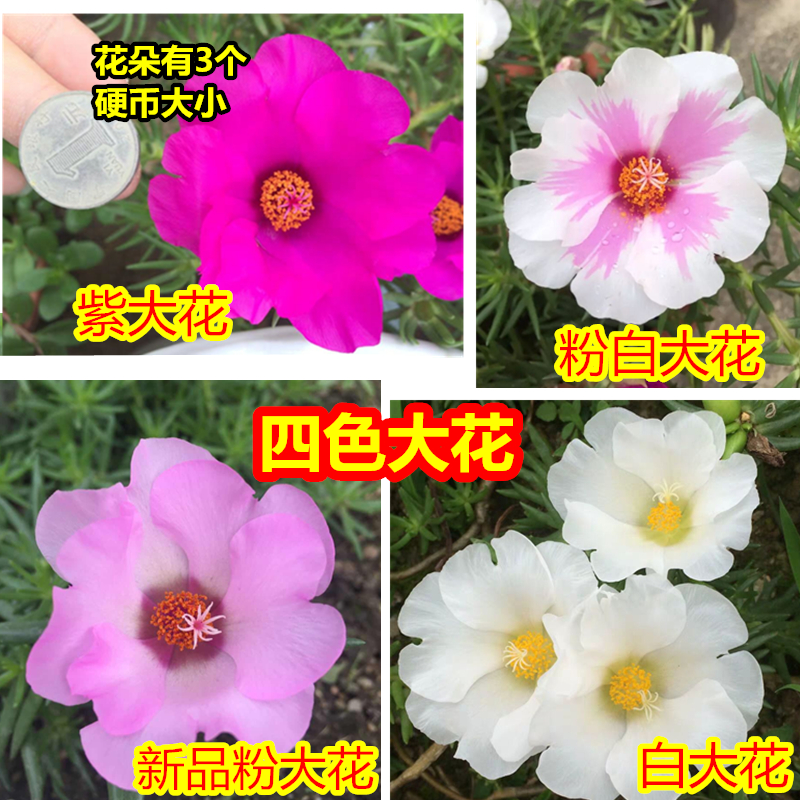 太阳花针叶大花四色单瓣松叶牡丹四季开花混色庭院阳台种植易活-图0