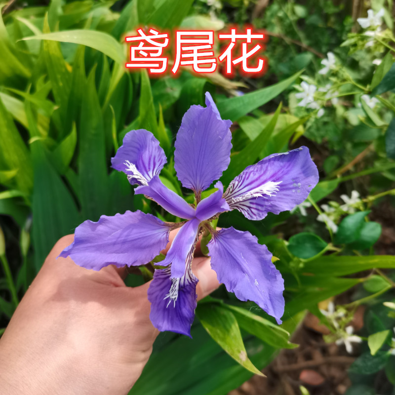 鸢尾花蓝蝴蝶多年生花苗盆栽地栽庭院阳台花卉耐寒风雨兰香水百合-图2