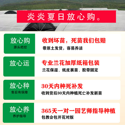 建兰锦旗花卉绿植兰花四季兰盆栽浓香 - 图2
