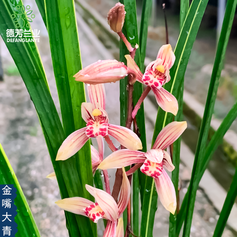 德芳兰业翁源兰花金边粉红色花建兰金嘴大青客厅浓香花卉绿植盆栽 - 图0