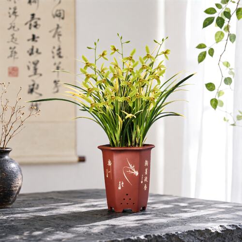建兰锦旗花卉绿植兰花四季兰盆栽浓香 - 图1