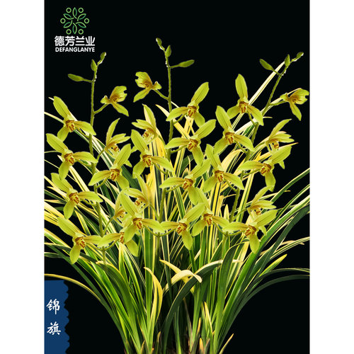 建兰锦旗花卉绿植兰花四季兰盆栽浓香 - 图0