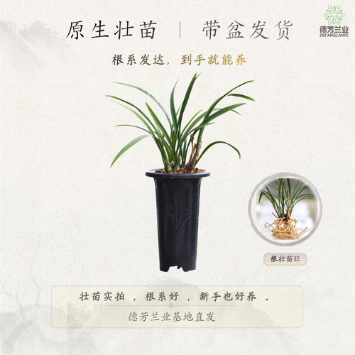 建兰富山奇蝶兰花好养带花苞开花花卉室内绿植盆栽 - 图2