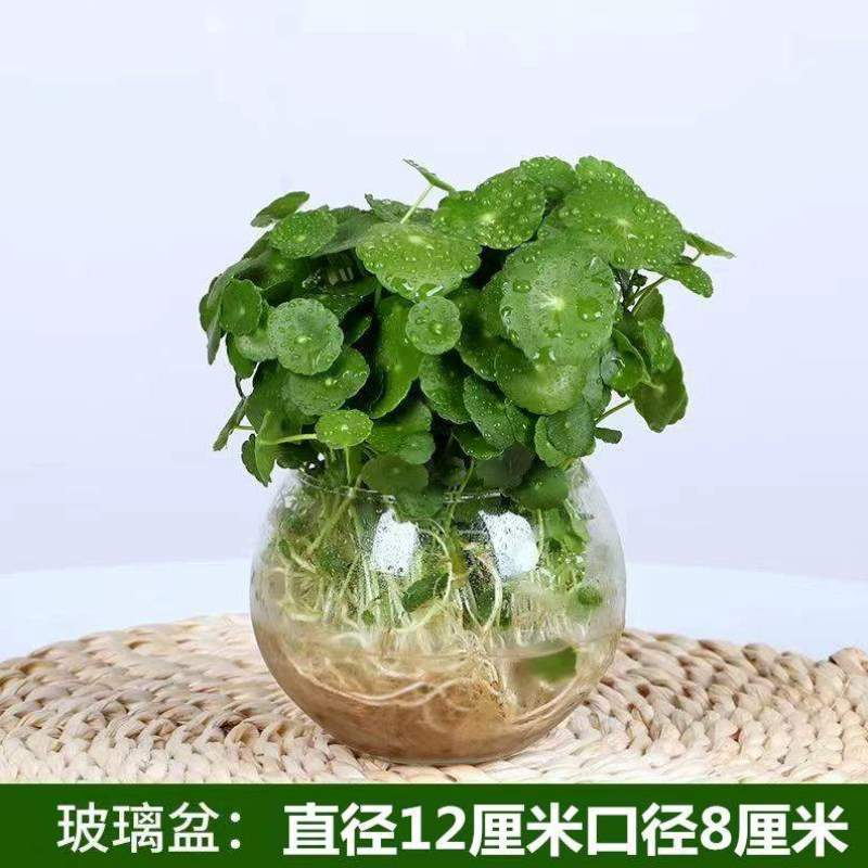 金钱草水仙碗莲植物简约房间创意盆栽带叶草水培常青通用养花铜钱-图1