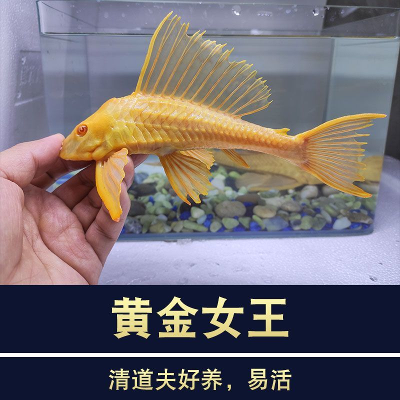 异形黄金红眼女王大帆豹纹清道夫清洁鱼缸水族热带观赏鱼苗好养活-图1