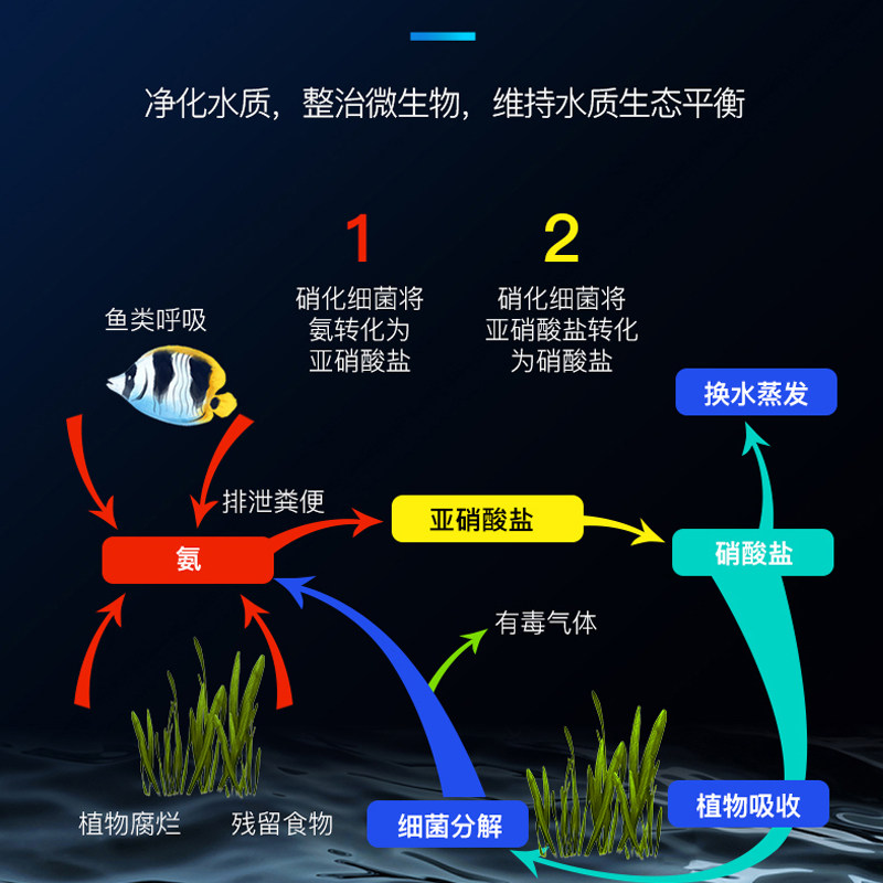 森森硝化细菌鱼缸净水剂硝化菌水族箱养鱼护理药水水质净化稳定剂 - 图3