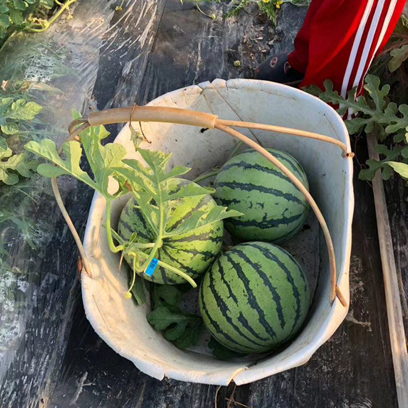 上海南汇头茬8424西瓜薄皮脆甜多汁麒麟瓜黑籽西瓜新鲜水果,淘宝优惠券,粉丝福利购,淘宝优惠卷