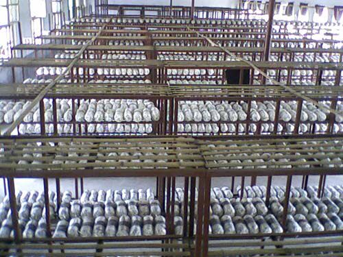 食用菌平菇菌种子菌包菌棒栽培种香菇木三级种农产品厂家自制 - 图3