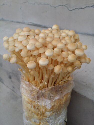食用菌白金针菇颗粒种黄金针菇菌种 二级种原种栽培种枝条种 - 图0