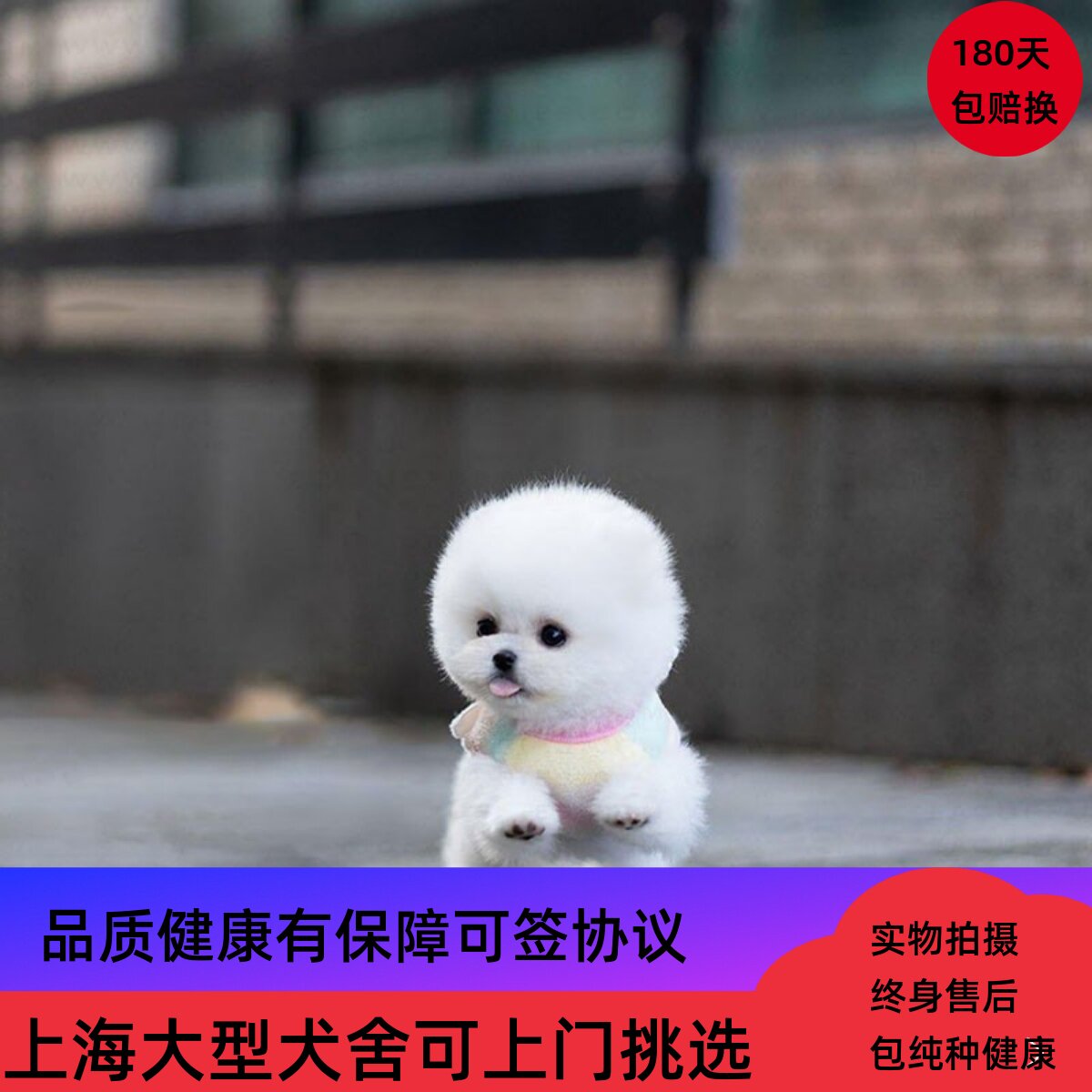 Sale 新作 犬用 王冠 かぶりもの 犬 キング