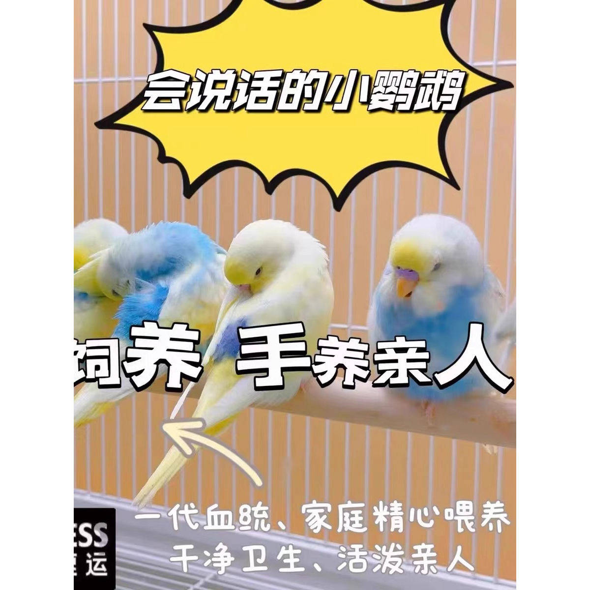 虎皮鹦鹉活鸟会说话的手养鹦鹉云斑幼鸟儿童宠物活体活物观赏鸟类,淘宝优惠券,粉丝福利购,淘宝优惠卷