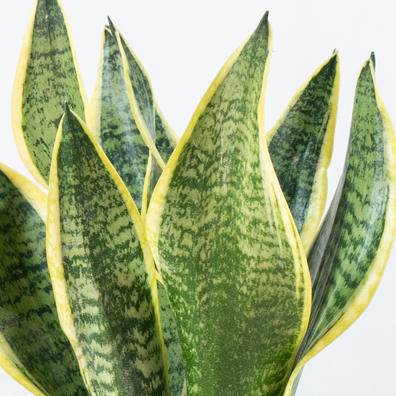 金边虎皮兰盆栽植物绿植室内花卉多肉吸除甲醛大型客厅银麦虎尾兰 - 图1