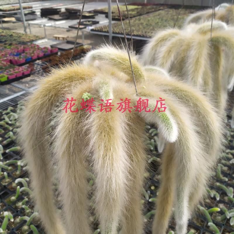 正版长软毛九尾狐多肉植物非猴尾带根垂吊型室内盆栽长毛稀有品种,淘宝优惠券,粉丝福利购,淘宝优惠卷