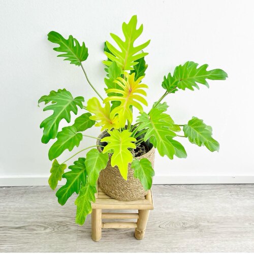 黄金小天使网红黄金春羽蔓绿绒四季观叶盆栽室内阳台水培绿植盆栽 - 图0