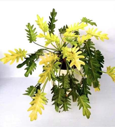 黄金小天使网红黄金春羽蔓绿绒四季观叶盆栽室内阳台水培绿植盆栽 - 图3