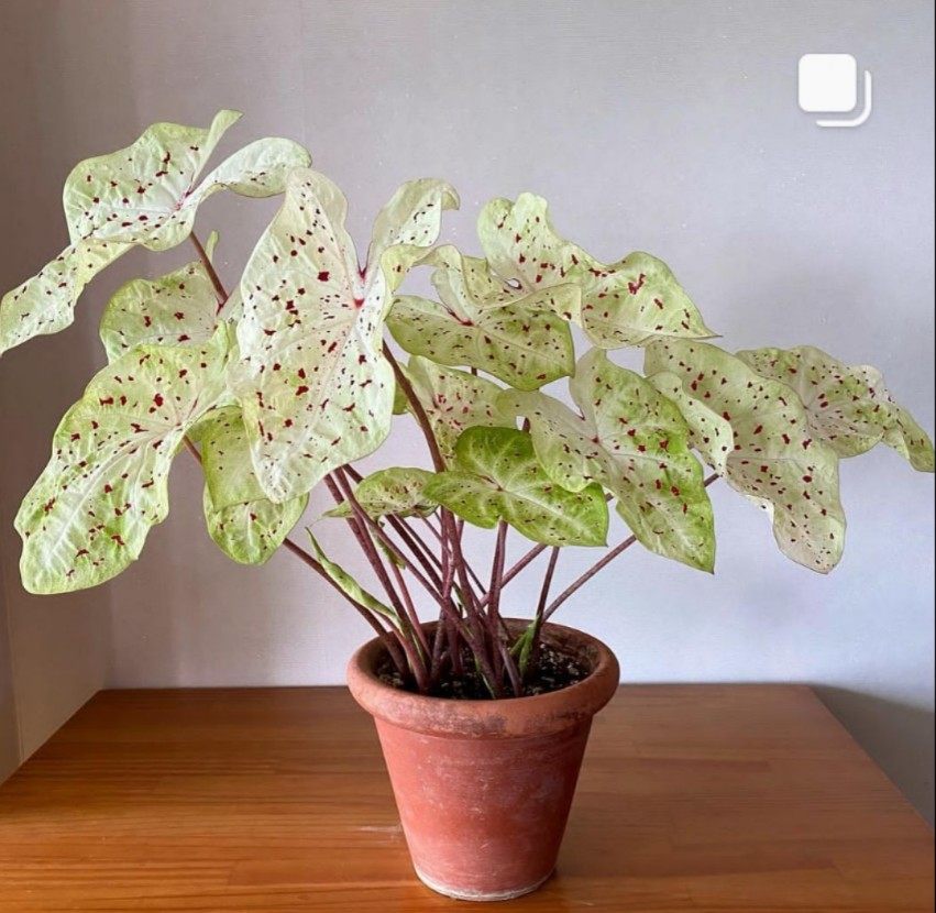 彩叶芋马菲特淑女粉色飞溅辐射泡泡海王粉斑阳台五彩海芋植物盆栽,淘宝优惠券,粉丝福利购,淘宝优惠卷