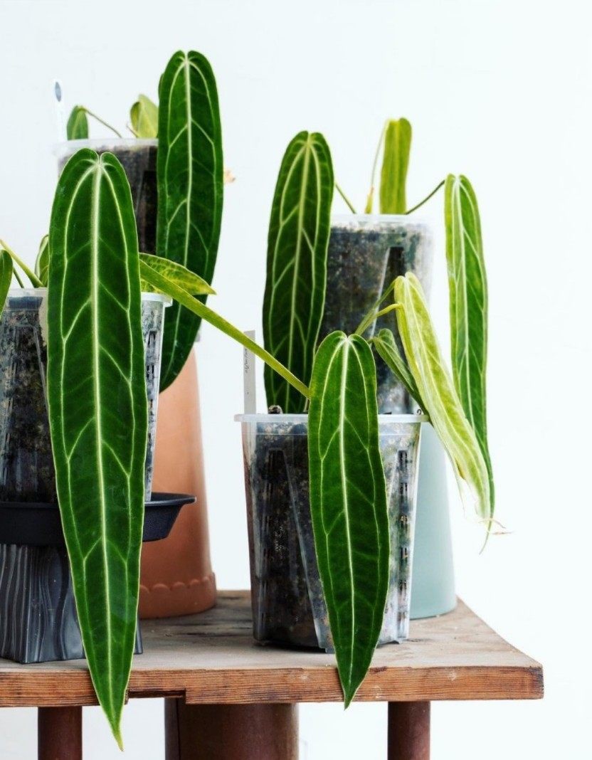 ins网红绿植火鹤后水晶花烛Anthurium Warocqueanum室内阳台绿植,淘宝优惠券,粉丝福利购,淘宝优惠卷