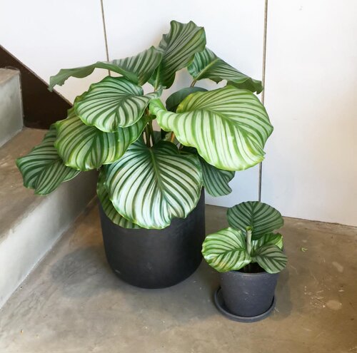 网红青苹果竹芋青莲彩叶芋喜阴植物绿植室内盆栽水培植物净化空气 - 图3