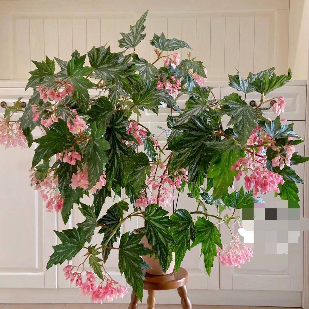 乌头杂秋海棠盆栽绿植竹节彩叶芋海芋鲜花海棠花卉水培观叶植物,淘宝优惠券,粉丝福利购,淘宝优惠卷