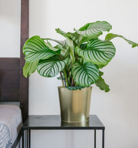 网红青苹果竹芋青莲彩叶芋喜阴植物绿植室内盆栽水培植物净化空气 - 图0