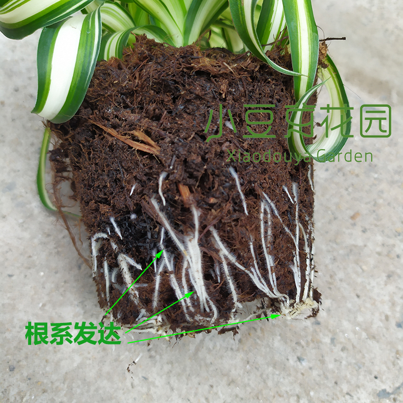 卷叶吊兰荷兰进口植物卷叶女郎网红ins风室内绿植包邮-图1