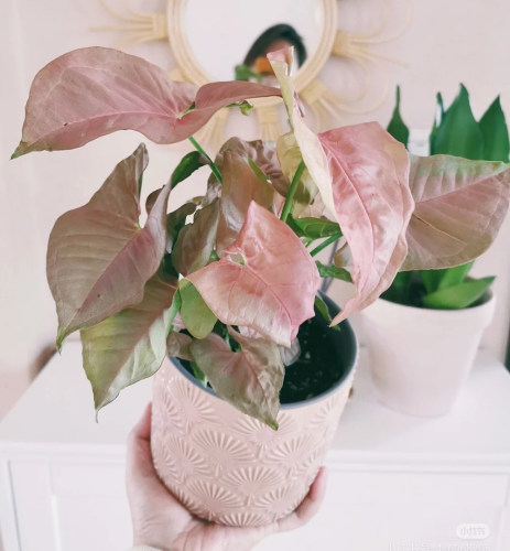 红粉恋人佳人合果芋四季好养彩叶芋绿精灵粉蝴蝶霓虹合果芋盆栽 - 图3