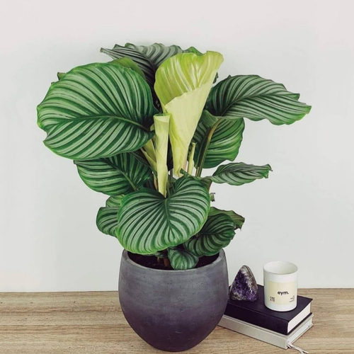 网红青苹果竹芋青莲彩叶芋喜阴植物绿植室内盆栽水培植物净化空气 - 图1