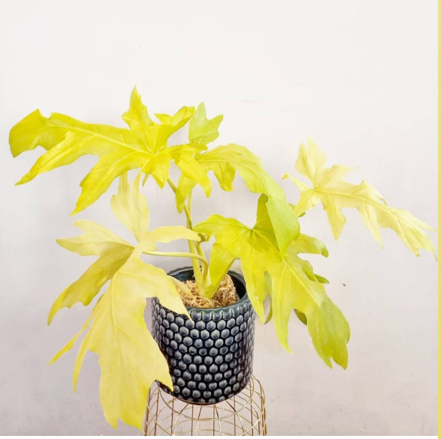 黄金春羽蔓绿绒瓦塞维奇黄金蔓绿绒稀有进口植物盆栽ins观叶植物,淘宝优惠券,粉丝福利购,淘宝优惠卷