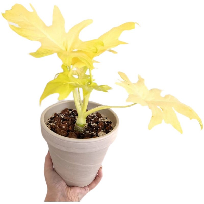 黄金春羽蔓绿绒瓦塞维奇黄金蔓绿绒稀有进口植物盆栽ins观叶植物,淘宝优惠券,粉丝福利购,淘宝优惠卷