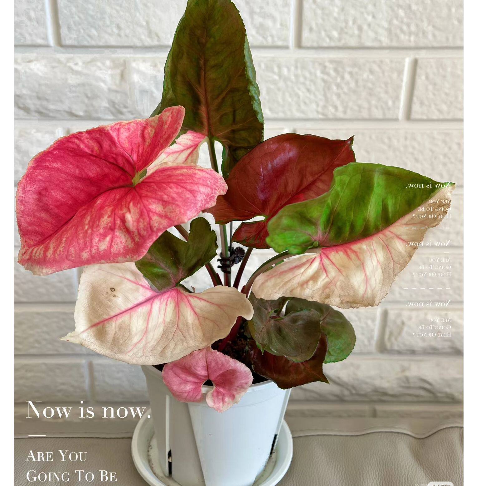 草莓冰圣诞合果芋 Singonium Straw Berryice 好养活室内阳台,淘宝优惠券,粉丝福利购,淘宝优惠卷