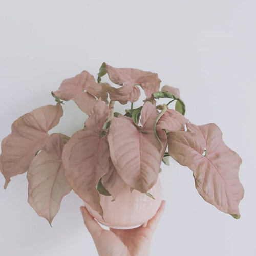 红粉恋人佳人合果芋四季好养彩叶芋绿精灵粉蝴蝶霓虹合果芋盆栽 - 图2