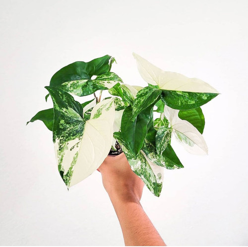 白锦合果芋牛奶纸屑花叶合果芋进口白粉锦花锦花ins网红绿植花卉 - 图0