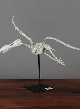 仿真动物教学道具橱窗摆件