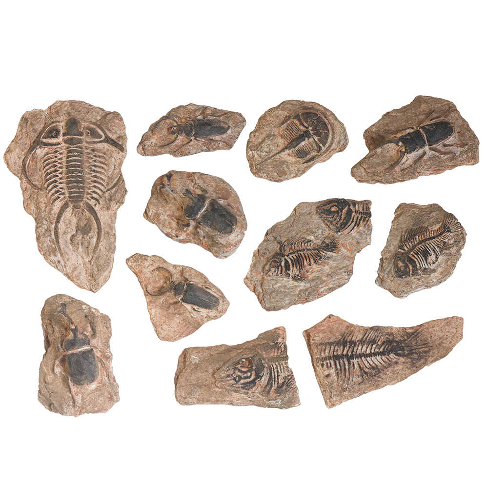 稀有化石 新人首单立减十元 21年10月 淘宝海外