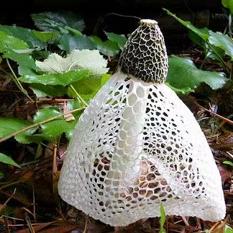福建新竹荪野生干货野食用菌无硫竹笙白香菇火锅煲汤250克/份包邮_虎窝淘