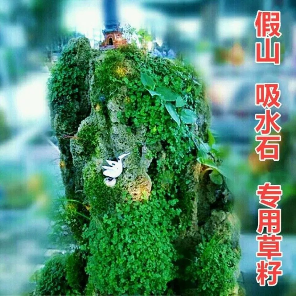 种在石头上水石吸水石假山造景上种的绿植盆景植物珍珠草苔藓草籽