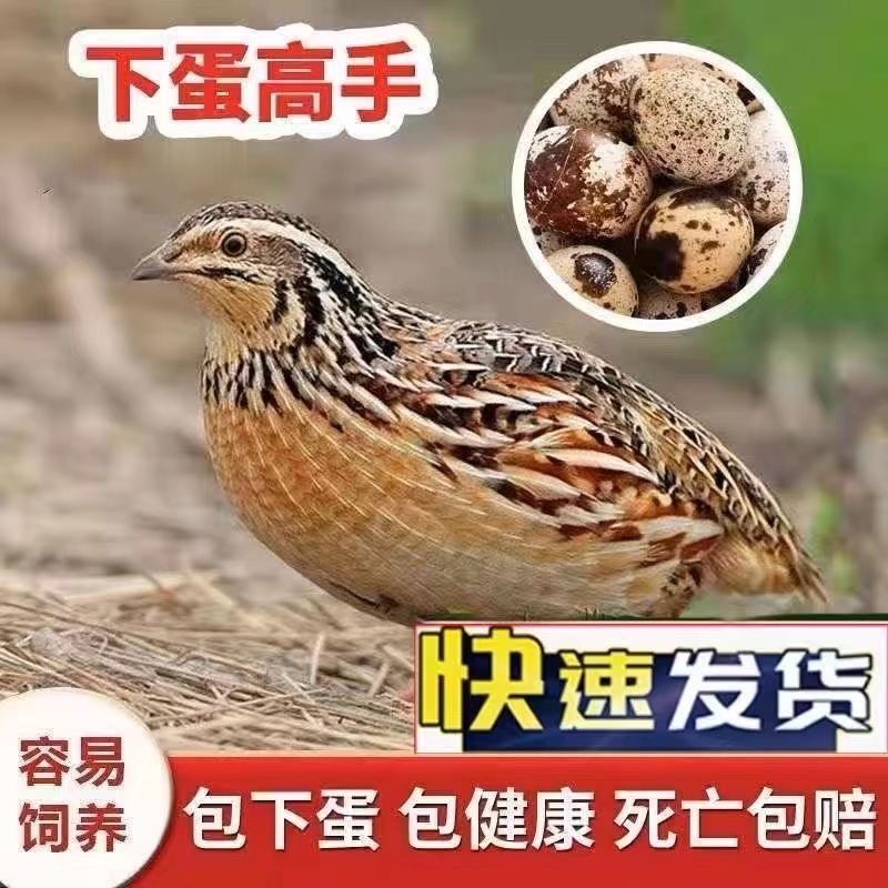 鹌鹑活鸟天天下蛋青年黄羽鹌鹑种鸡下蛋繁殖活物阳台宠物包邮包活,淘宝优惠券,粉丝福利购,淘宝优惠卷