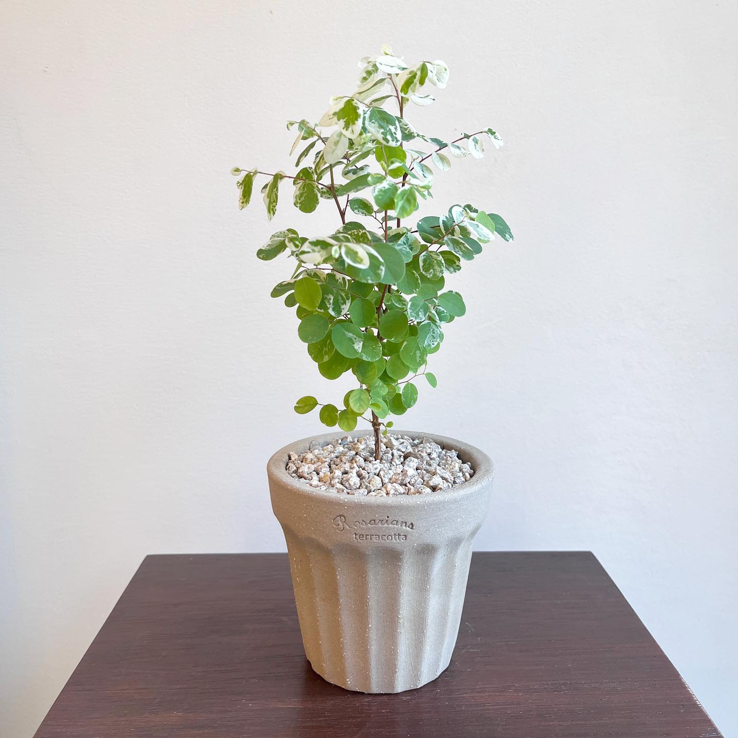 「国内现货」TeeUM韩国制|手工多肉花盆|经典百搭盆|礼品盆器 - 图0