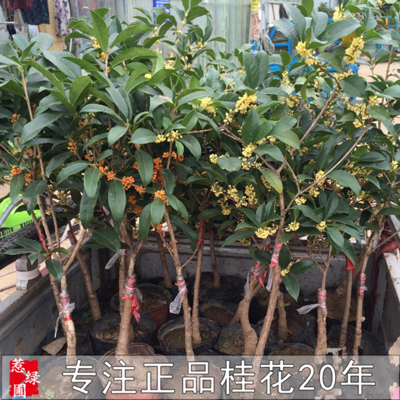 桂花盆栽浓香型金桂 丹桂 沉香桂四季桂庭院阳台四季常青花卉树苗 - 图0