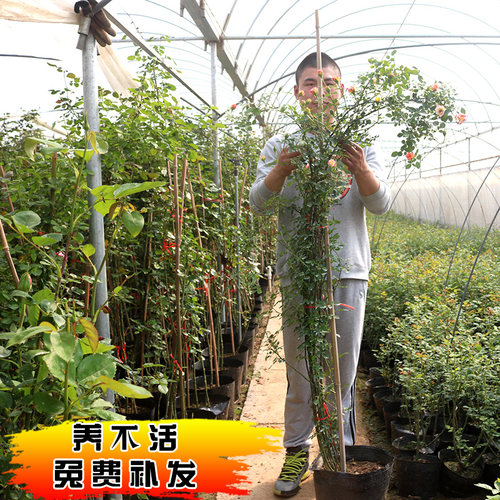 四季开月季花苗特大花蔷薇大苗浓香型庭院阳台爬藤攀援植物欧月 - 图1