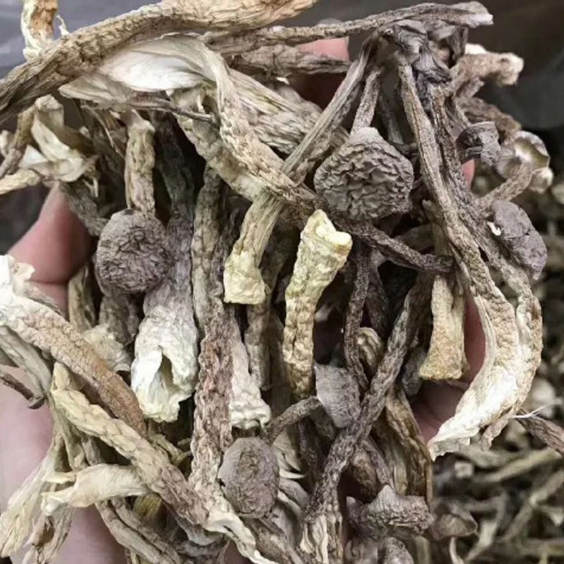 鹿茸菇干货约500g鹿茸菌特级鹿茸菇煲汤蘑菇煲汤蘑菇蘑姑干香菇 - 图1