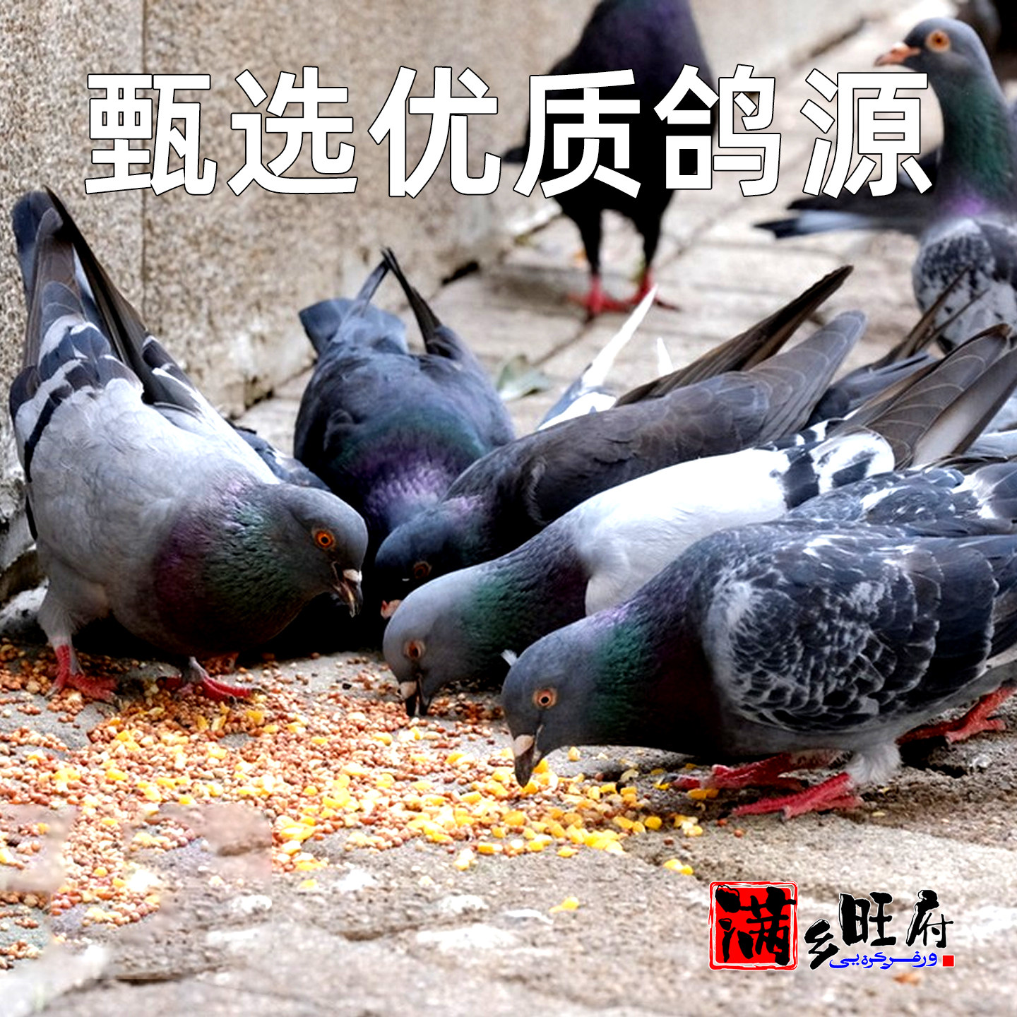 东北烤鸽子礼盒伊通烧鸽子即食炭烤乳鸽脆皮乳鸽肉熟食下酒菜,淘宝优惠券,粉丝福利购,淘宝优惠卷