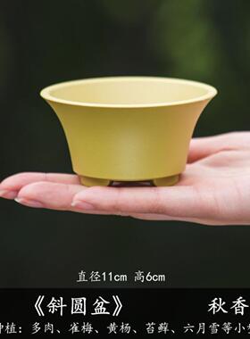 多肉花盆掌中宝菖蒲盆植物小桩