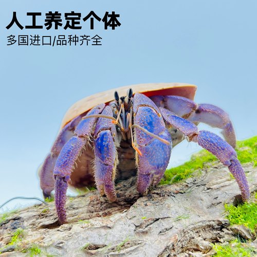 陆生寄居蟹宠物活物淡水草莓短腕紫陆灰白深紫观赏蟹活体懒人宠物 - 图0