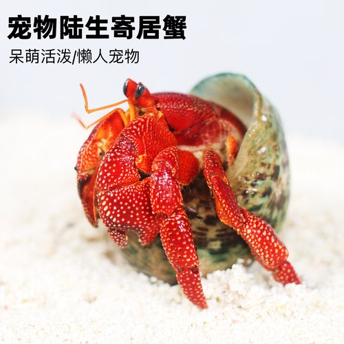 陆生寄居蟹宠物活物淡水草莓短腕紫陆灰白深紫观赏蟹活体懒人宠物 - 图2