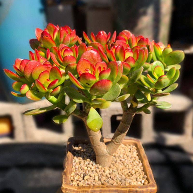 红花玉树老桩多肉摇钱树肉树多肉植物品种大全黄金摇钱树新手,淘宝优惠券,粉丝福利购,淘宝优惠卷