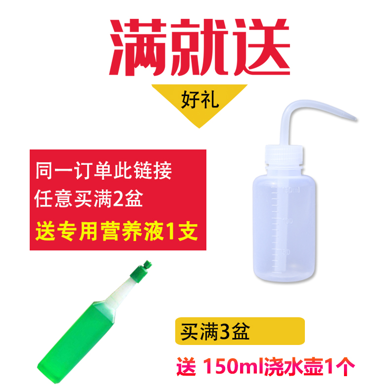 多肉植物组合盆栽花盆套装带盆栽好精品花卉绿植大颗好养肉肉套餐 - 图3