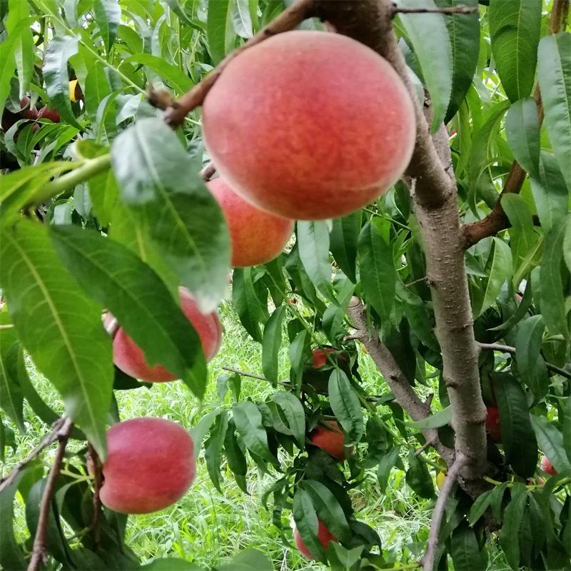 桃子新鲜水果当季时令蜜桃甜脆桃产地现摘现发儿童孕妇2250g包邮 - 图1