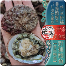 The wild abalone the abalone the western sandabalone.