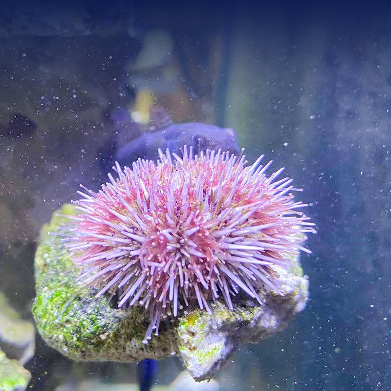 蓝礼服海胆紫海胆马粪海胆海水缸除藻清洁观赏工具生物造景好养-图1